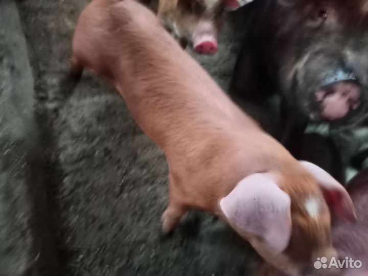 Поросята дюрок