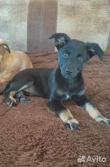 Щенок Яночка