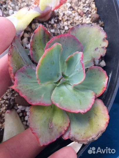 Эхеверия Dick Wright