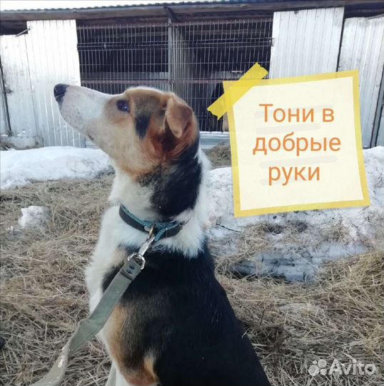 Кобелек Тони ищет дом