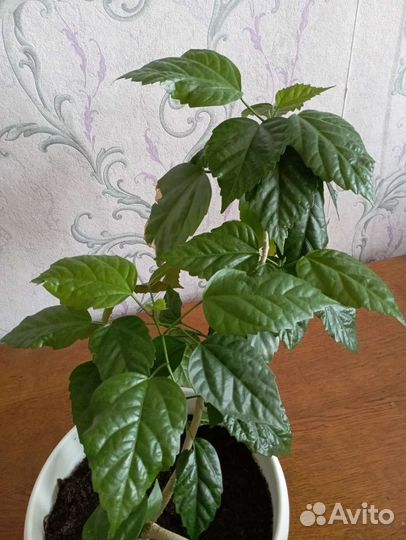 Китайская роза