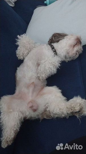 Собака Ши -тцу