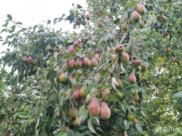 Продам груши