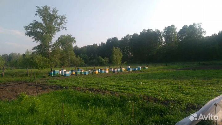 Мед с собственной пасеки