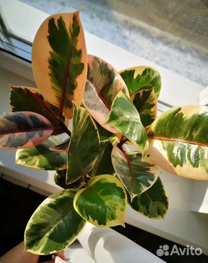 Фикус эластика белиз