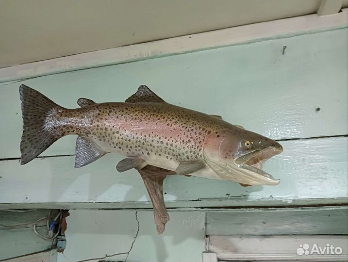 Чучело рыбы