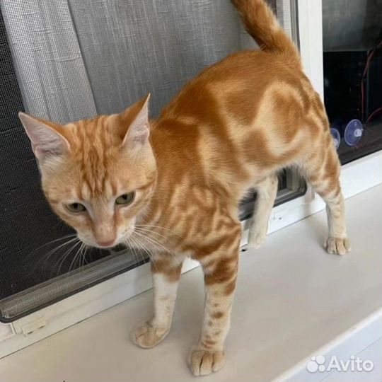 Рыжий мраморный котенок ищет дом