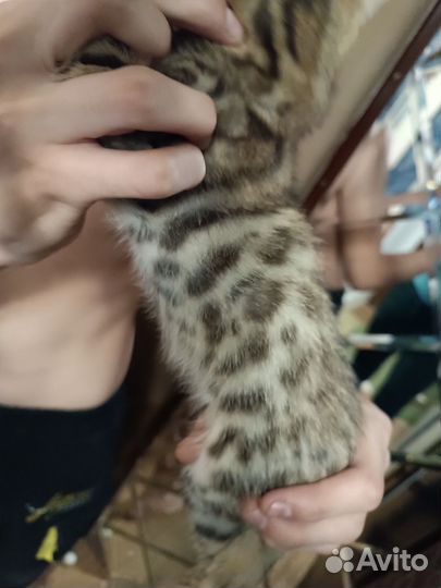 Бенгальские котята
