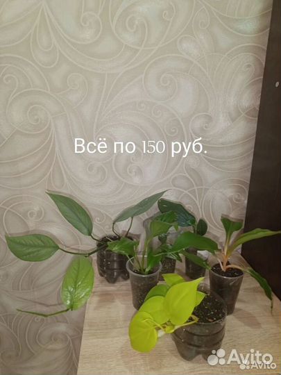 Комнатные растения