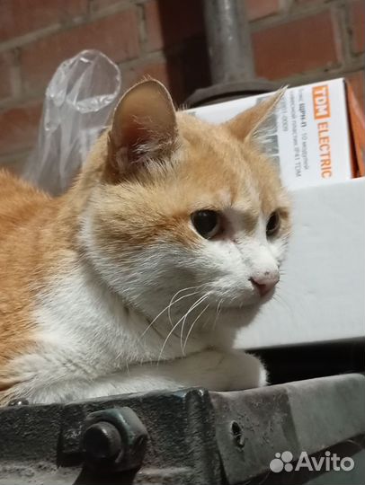 Ласковый рыжий кот ищет дом