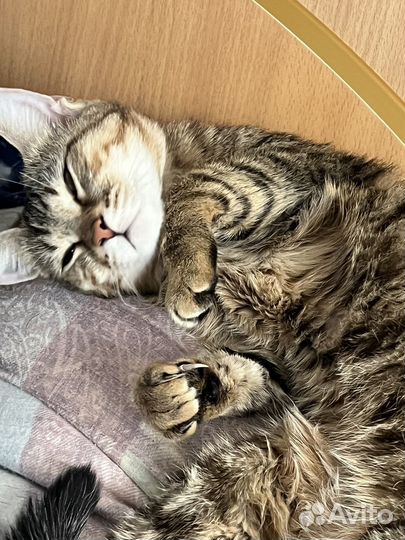 Кошка