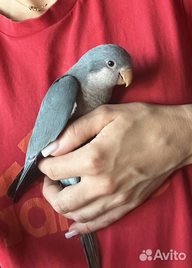 Попугаи Монах калита Квакер