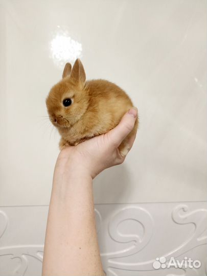 Мини кролик Минор