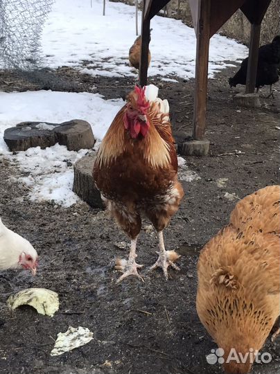 Молодые петухи