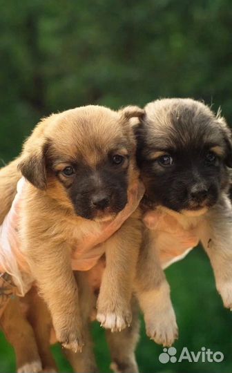 Щенки