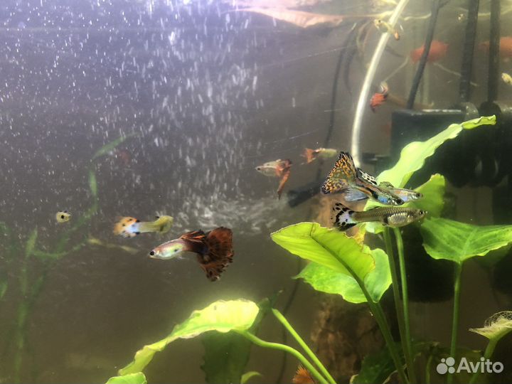 Аквариумные рыбки гуппи