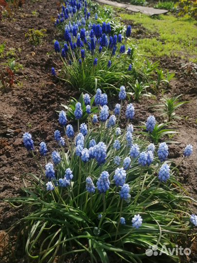 Мускари, гелиопсис,бадан, ветреница, вербейник