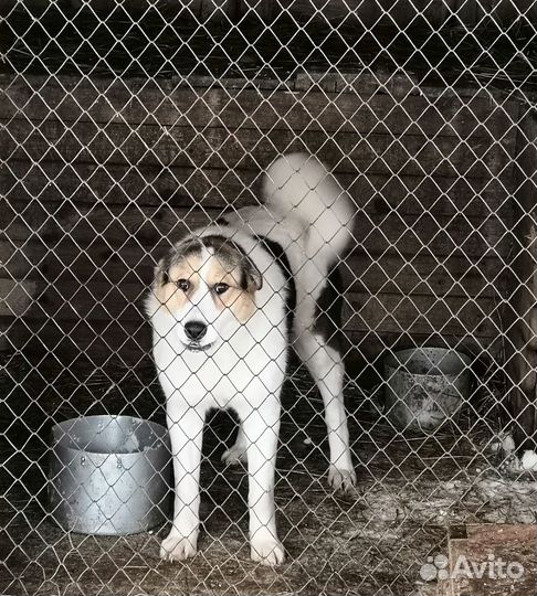 Молодой пёс Пашка