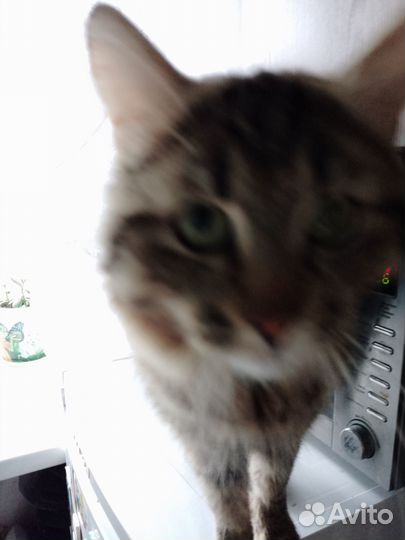 Отдам кота в добрые руки