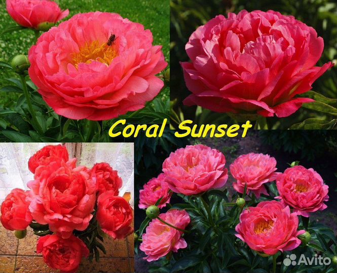 Рaeonia Coral Sunset