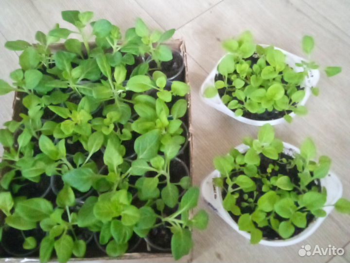 Рассада петунии, бархатцы и другие