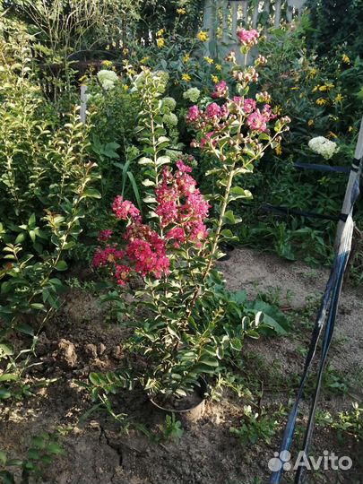 Лагерстремия