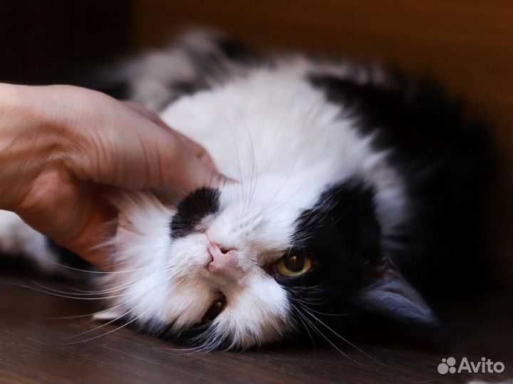 Мандаринка очень ждет свою семью