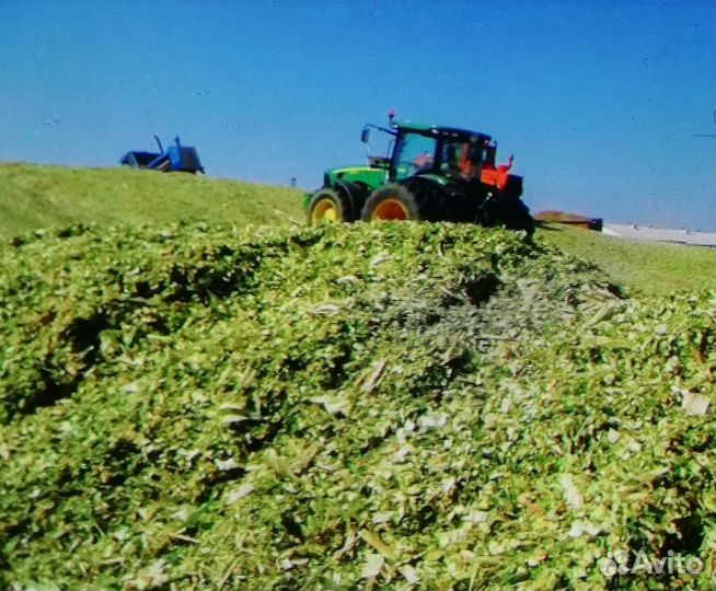 Силос кукурузный