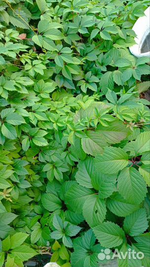 Виноград девичий