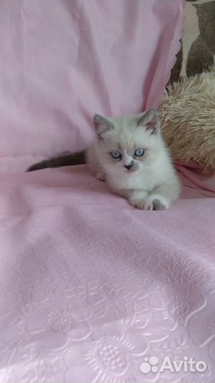 Шотландские котята