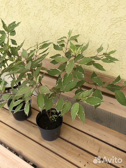 Дерен элегантиссима