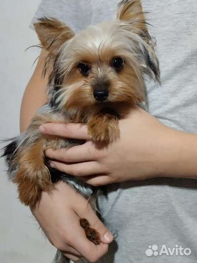 Йоркширский терьер девочка 7.5 месяца