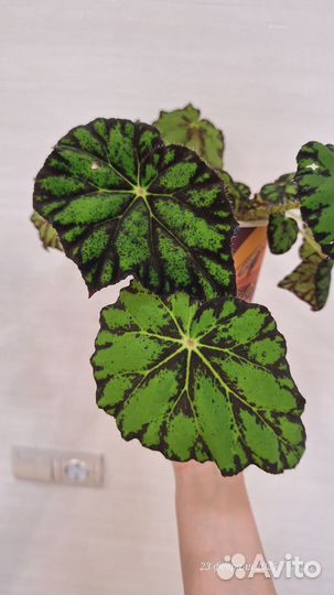 Цветы домашние в горшках