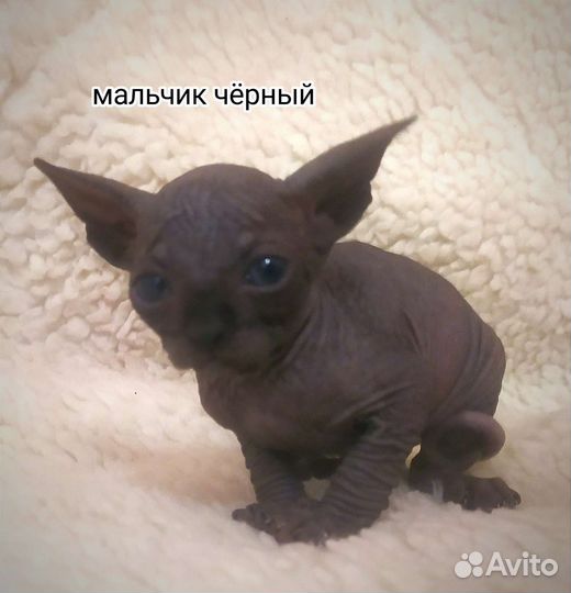 Канадский сфинкс котенок
