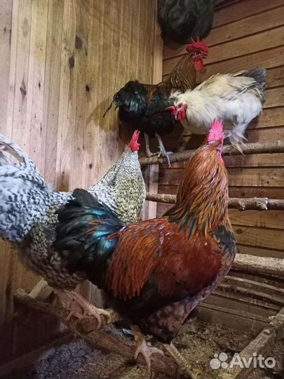 Петух московской чёрной и плимутрок