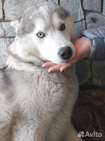 Сибирская хаска/вязка