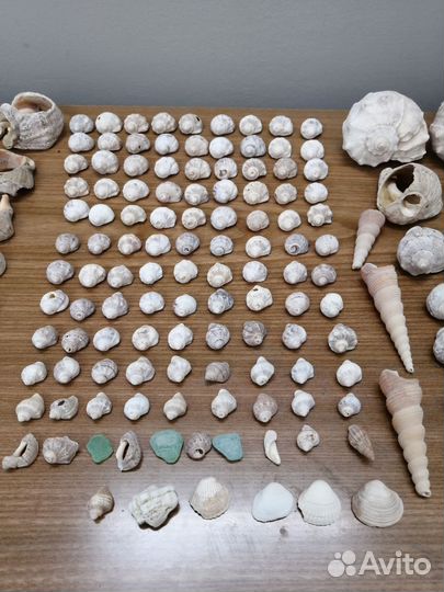 Ракушки для аквариума