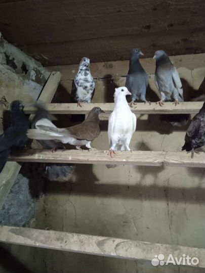 Голуби