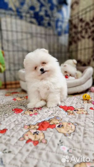 2 мальчика. есть видео