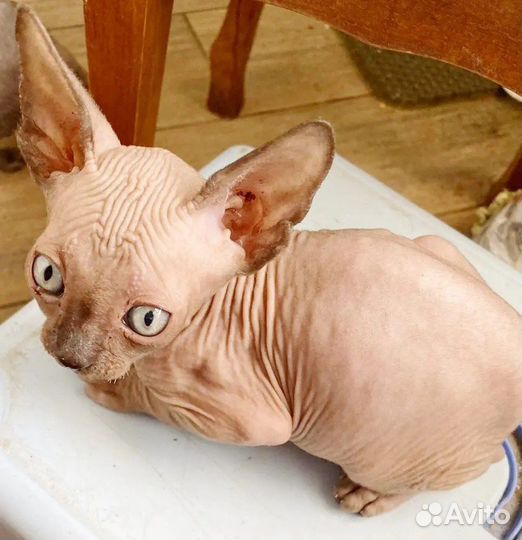 Канадский сфинкс