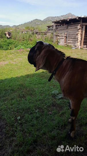 Продам козла