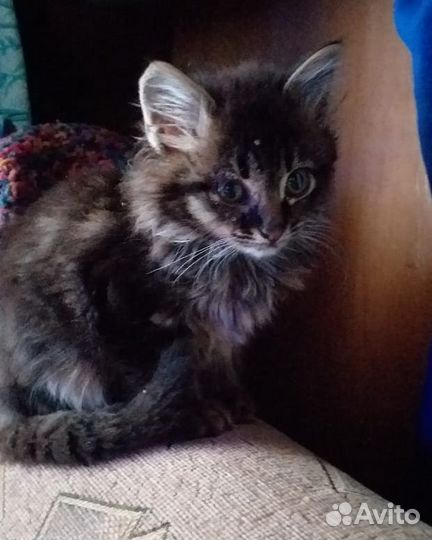 Котик бесплатно в добрые руки