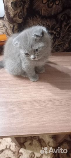 Котёнок девочка