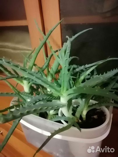 Алоэ лекарственное 1 год