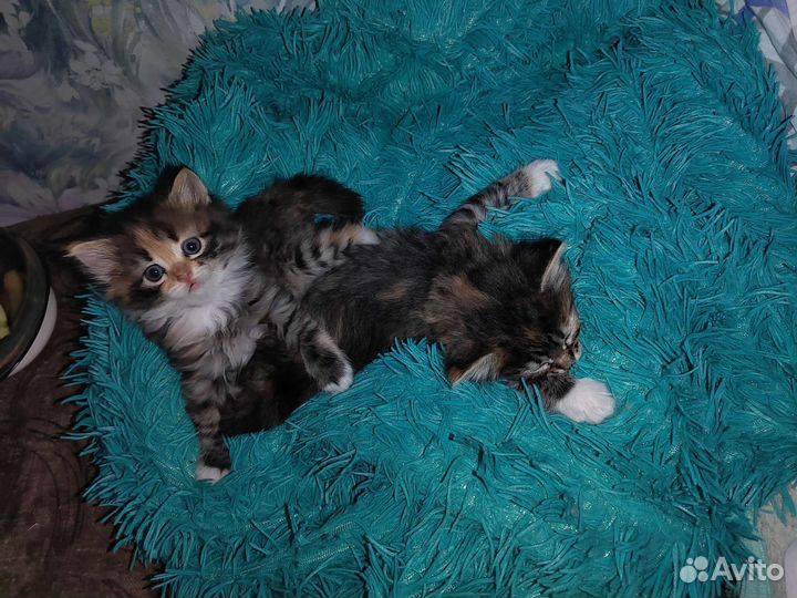 Котята в добрые руки бесплатно