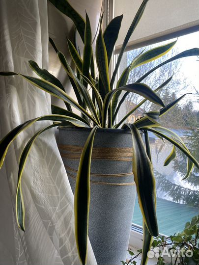 Комнатные цветы