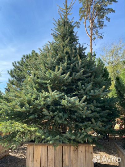 Ель Голубая Глаука 305 см