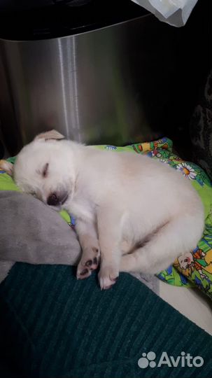 Щенки лабрадора