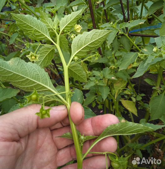 Сараха овощная (Saracha edulis) 20 семян