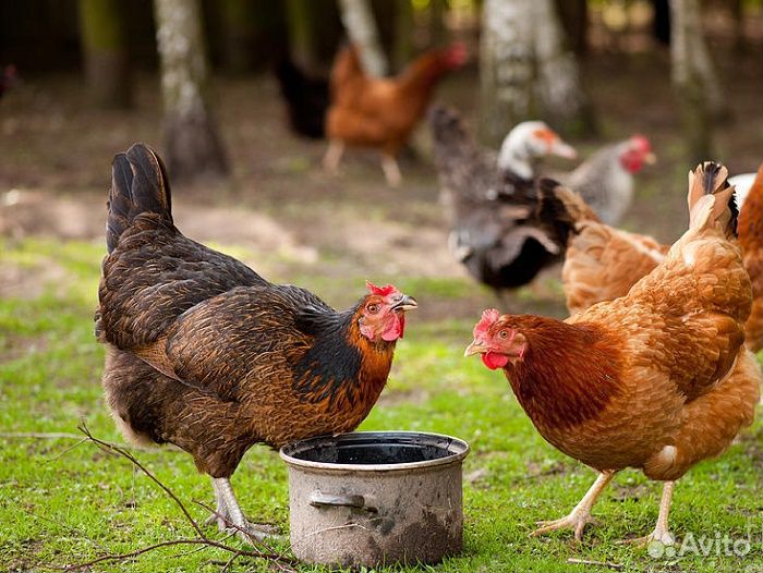 Куры несушки
